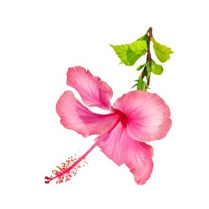 Liquid Aroma 30 ml - 265 - Hibiskus